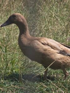 Khaki Campbell hatching eggs