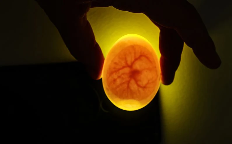 Hatching and incubation advice