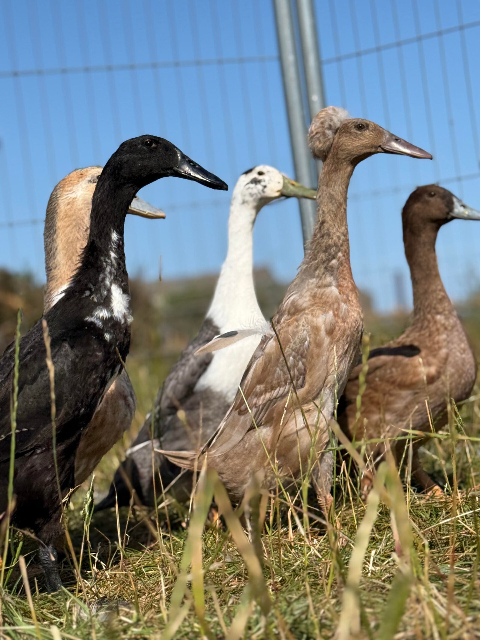 Poultry breeder with ducks